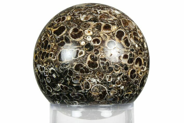 Polished Freshwater Snails (Elimia) In Limestone Sphere - Wyoming #369040
